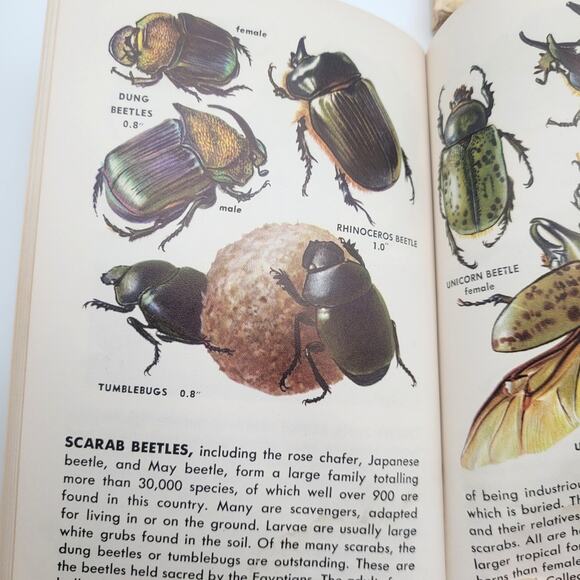Vintage Golden Nature Guides Insects & Reptiles Books Lot 1950s Set of 3 - Picture 2 of 8